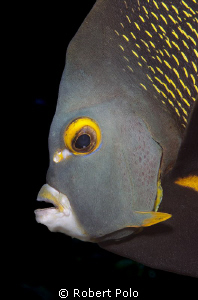 Angel fish, Cozumel, 2010 by Robert Polo 